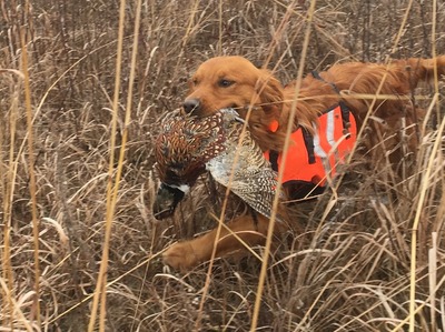 Cruz (Choctaw's Buschurs Golden Cruz)