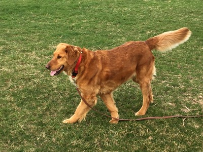 Sadie (Buschur's Sweet Sadie)