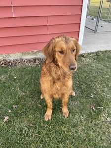 Dixie (Buschur's Dixieland Delight)